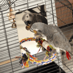 9 Inch Stainless Steel Bird Mirror with Rope Perch, Bird Toys Swing, Comfy Perch for African Grey Parakeet Cockatiel Conure Lovebird Finch Canaries 3 19fa9fd7e3a7cfe5121e60f2199c0c00