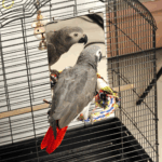 9 Inch Stainless Steel Bird Mirror with Rope Perch, Bird Toys Swing, Comfy Perch for African Grey Parakeet Cockatiel Conure Lovebird Finch Canaries 2 acb92efe4ee5203fa77ef300bcda87a1