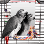 9 Inch Stainless Steel Bird Mirror with Rope Perch, Bird Toys Swing, Comfy Perch for African Grey Parakeet Cockatiel Conure Lovebird Finch Canaries 1 cef44ca55b246fb5ae5ada1f15f3a6e0