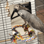 9 Inch Stainless Steel Bird Mirror with Rope Perch, Bird Toys Swing, Comfy Perch for African Grey Parakeet Cockatiel Conure Lovebird Finch Canaries 4 e275152e5cc7e6db9ff0eed688c0cef5